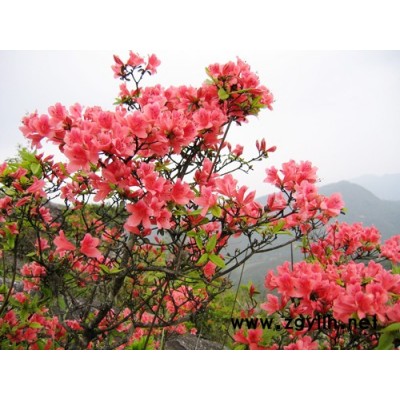 香樟（移栽帶骨架）