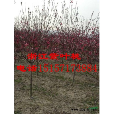 自己承包山上大量樸樹，大葉女貞可出售，規格15-55公分
