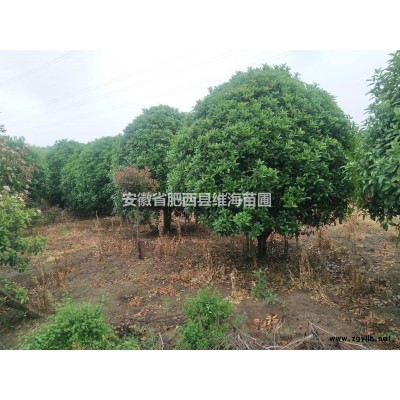 精品桂花，各種規格都有