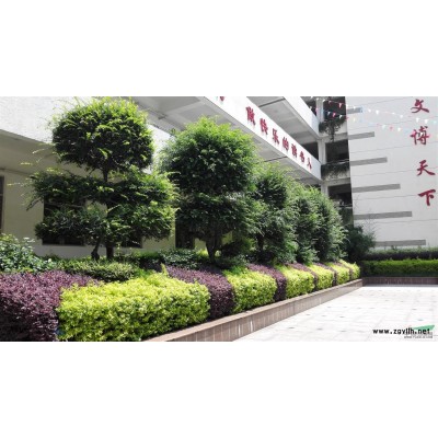 低價供應香樟_不同樹形香樟