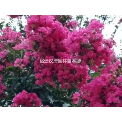 大葉女貞基地  供應各種規格獨桿大葉女貞  叢生大葉女貞