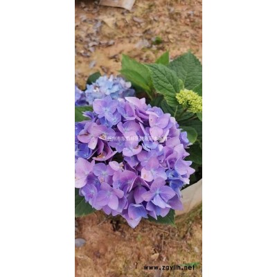 供應精品桂花