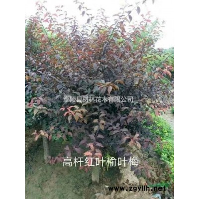 河南大葉女貞花木基地/大葉女貞價(jià)格/大葉女貞批發(fā)/花木直銷