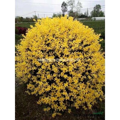 成都哪里桂花價(jià)格低報(bào)價(jià)便宜5公分8公分10公分12公分