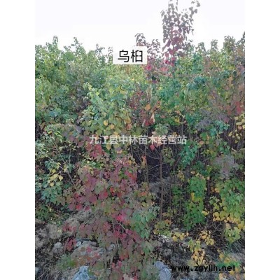 大葉女貞