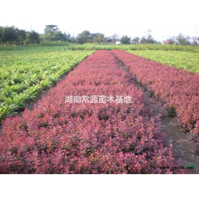 湖南桂花樹，移栽桂花樹，精品桂花樹，精品丹桂樹