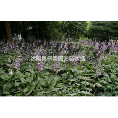 10公分大葉女貞價(jià)格