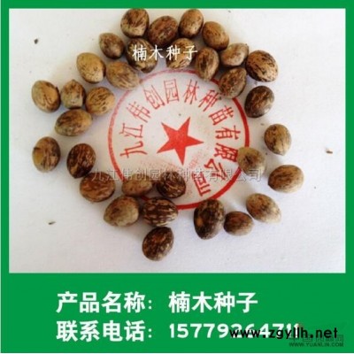 江西桂花種子