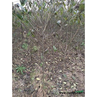 江西桂花2介紹/特征/用途
