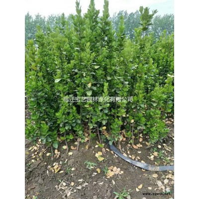 大葉女貞介紹 江蘇大葉女貞價格 大葉女貞栽培技術