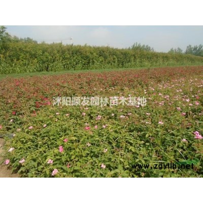 江蘇供應桂花樹行情報價-圖片展示-產(chǎn)地直銷-規(guī)格*