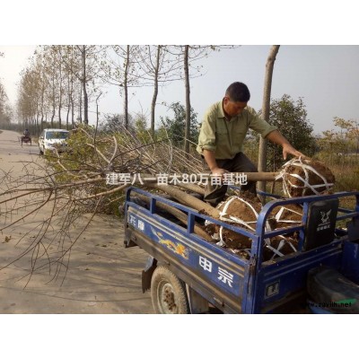 江蘇[產(chǎn)品]/江蘇桂花 桂花樹 價(jià)格/報(bào)價(jià)