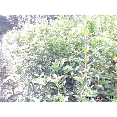 桂花1到20公分.*新價格/桂花1到20公分.報價