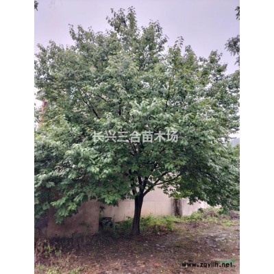 精品桂花3··4米蓬徑大量