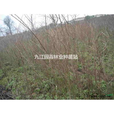 大葉女貞帶果