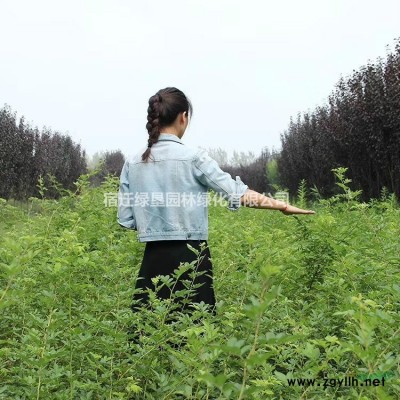大葉女貞·大葉女貞圖片·大葉女貞種植基地