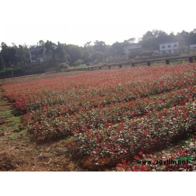 瀏陽苗圃四季桂花樹球批發(fā)銷售