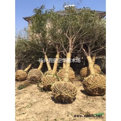 杜英、冬青(大葉女貞)