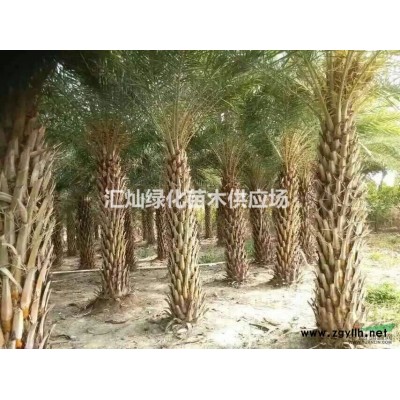 滿天星珍珠梅梔子花紅背桂桂花黃心梅鴨腳木紅桑扶桑蜘蛛蘭美人蕉