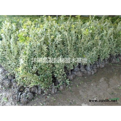 優(yōu)質(zhì)特價大葉女貞3產(chǎn)地直銷