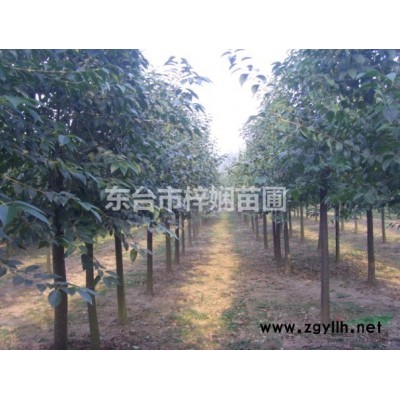 東臺大葉女貞_大葉女貞價格_大葉女貞批發