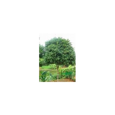 江蘇桂花*新報價/桂花圖片