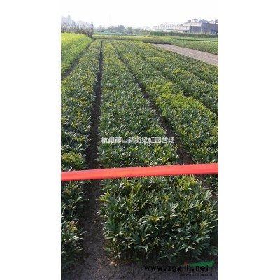 桂花，桂花供應(yīng)，蕭山苗木，2022年桂花價格