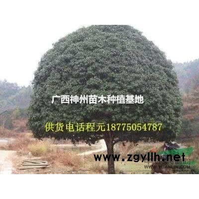 桂花樹8公分12公分15公分18公分30公分大量出售