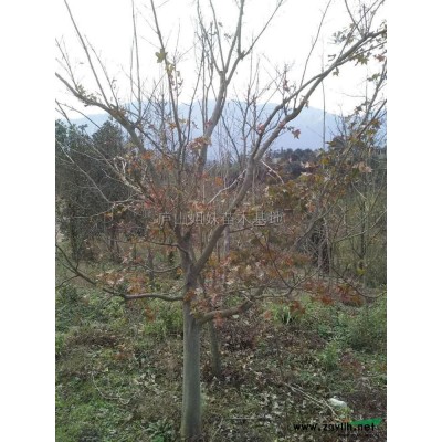 桂花1到20公分 (4)*新價(jià)格/桂花1到20公分 (4)報(bào)價(jià)