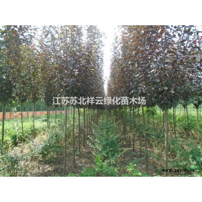 大葉女貞大小規(guī)格批發(fā)