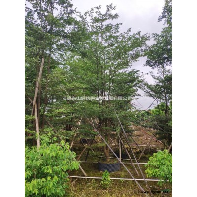 廣東地區(qū)供應(yīng)6-15公分四季桂花，桂花樹供應(yīng)