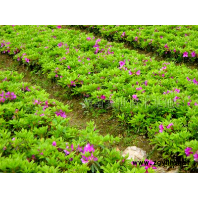 湖南桂花、湖南丹桂、湖南桂花價格、湖南金桂、湖南四季桂