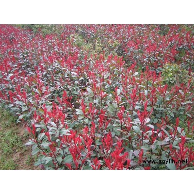 紅葉石楠 香樟