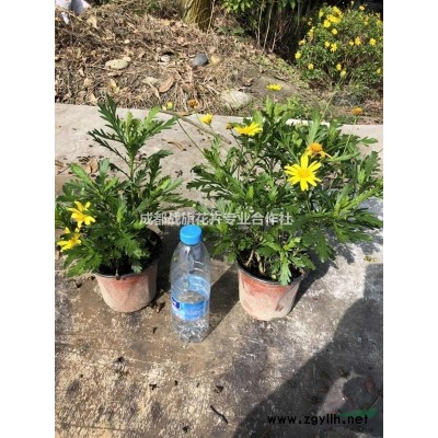 15公分桂花多少錢一棵，湖南桂花基地常年供應精品桂花