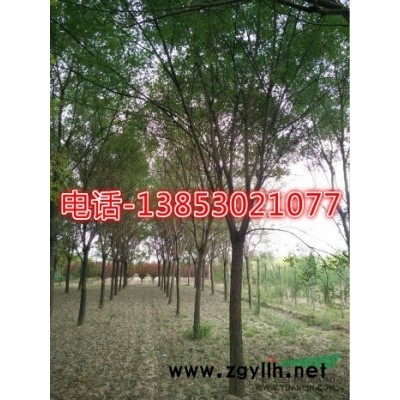 10--25公分大葉女貞價格多少錢一棵