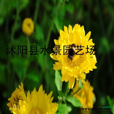供應(yīng)大葉女貞