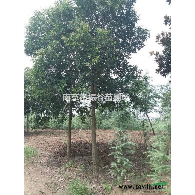 南京地區(qū)供應(yīng)13公分精品大葉女貞