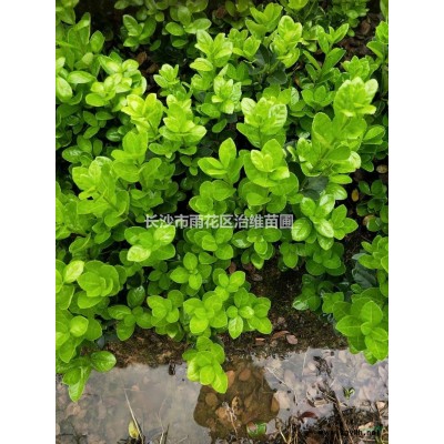 桂花樹苗 四季常青 湖南金桂樹 高桿桂花樹價格