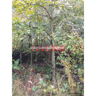 大葉女貞行情報(bào)價(jià)\大葉女貞圖片展示
