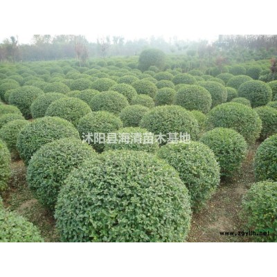 大葉女貞基地批發數量充足