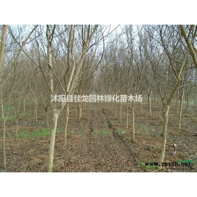 江蘇大葉女貞價格/基地/圖片/苗圃基地