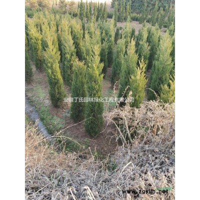 安徽桂花 滁州桂花樹(shù)圖片/安徽桂花 滁州桂花樹(shù)報(bào)價(jià)