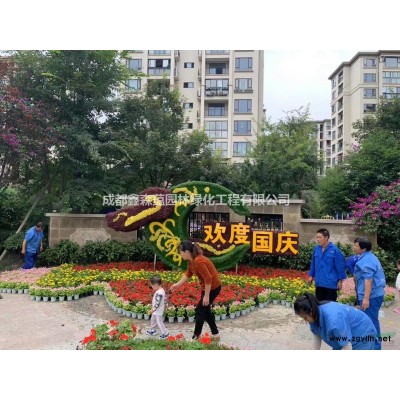 高桿桂花基地 批發金桂小苗 桂花成都基地