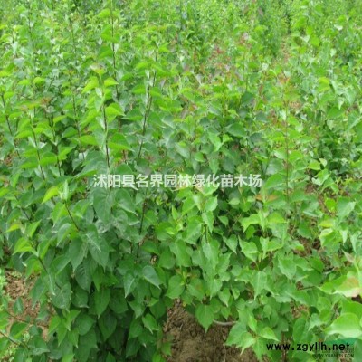 八月桂花 八月桂花苗 八月桂花小苗
