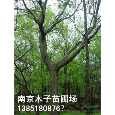 江蘇香樟信息