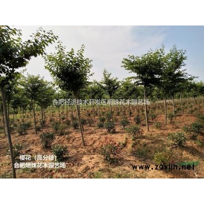 安徽[產品]/安徽桂花球3價格/報價