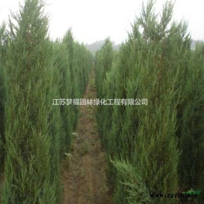 供應桂花，金桂，丹桂，大桂花樹，朱砂桂