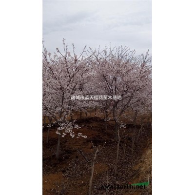 山東大葉女貞信息