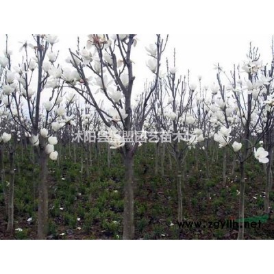 河北適合種植桂花樹嗎？