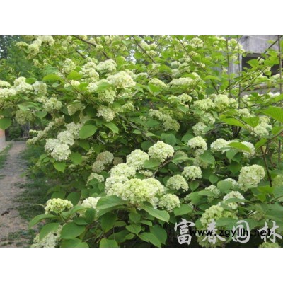 供應(yīng)日香桂桂花小苗 別墅小區(qū)綠化苗木 園林觀賞花卉植物